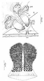 Doliopharynx geminocirro