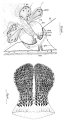 Platyhelminthes (flatworms)