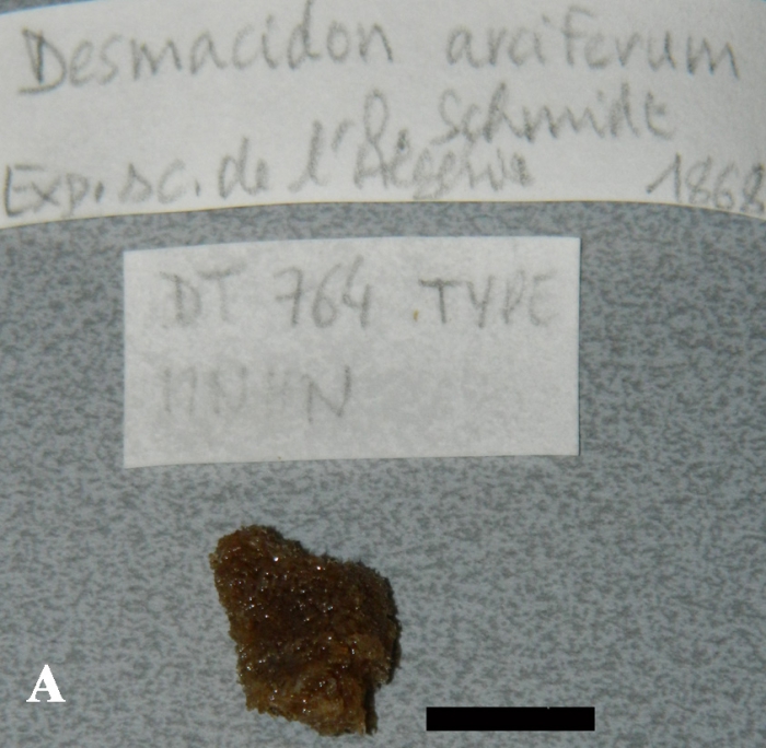 Desmacidon arciferum, fragment of holotype