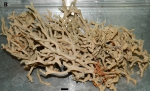 Clathria (Clathria) coralloides ZMA Por. 09944