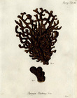 Spongia clathrus Esper, 1794