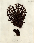 Spongia clathrus Esper, 1794