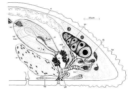 Doliopharynx geminocirro