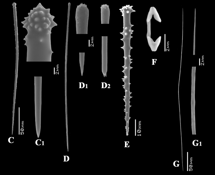 Clathria (Microciona) ascensionis spicules