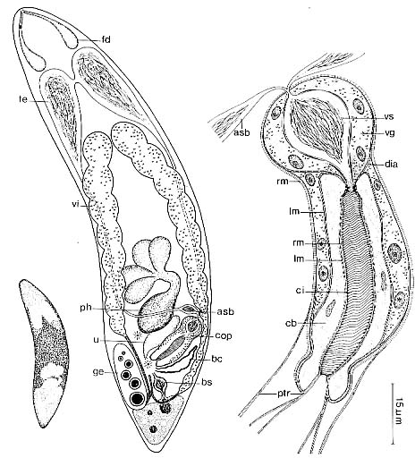 Proceropharynx litoralis Proceropharynx litoralis