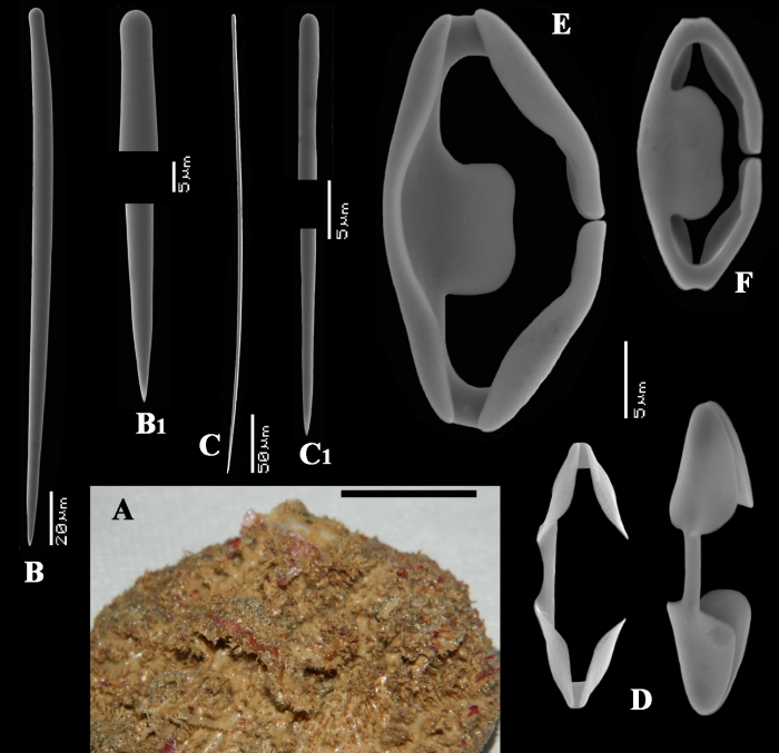 Clathria (Microciona) bicleistochelifera habit and spicules
