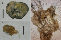 Clathria (Microciona) calloides habit and skeleton