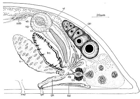 Proceropharynx litoralis Proceropharynx litoralis
