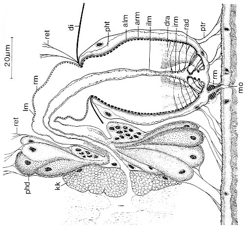 Proceropharynx litoralis Proceropharynx litoralis