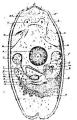 Platyhelminthes (flatworms)