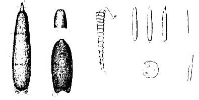 Astrotorhynchus bifidus Astrotorhynchus bifidus