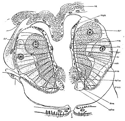 Astrotorhynchus bifidus Astrotorhynchus bifidus