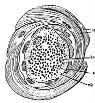 Astrotorhynchus bifidus