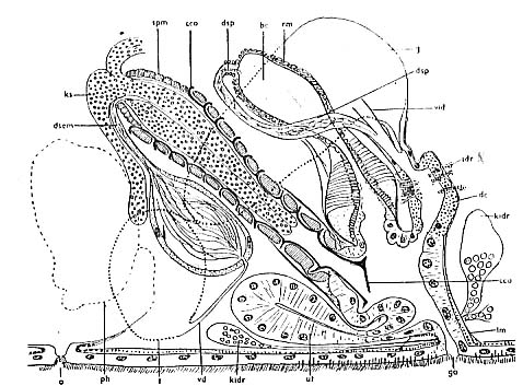Astrotorhynchus bifidus Astrotorhynchus bifidus