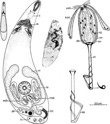 Lonchoplanella axi Lonchoplanella axi