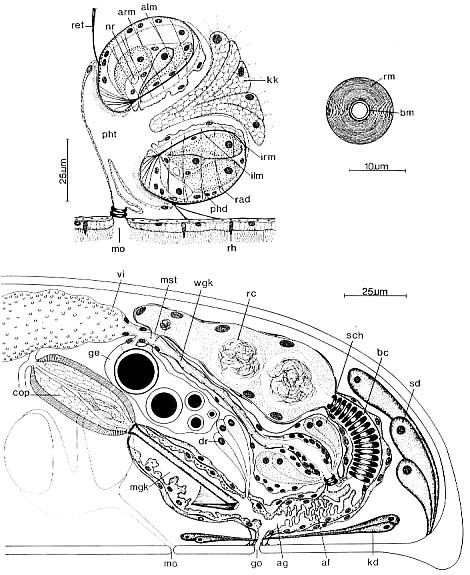 Lonchoplanella axi Lonchoplanella axi