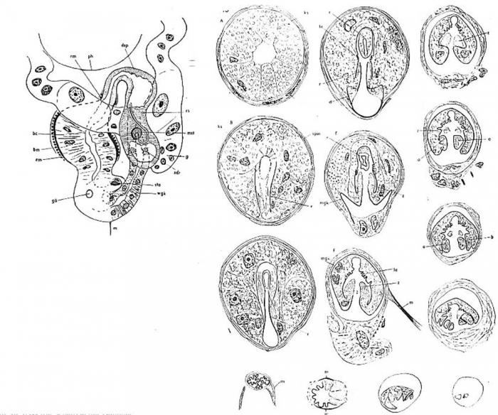 Messoplana elegans