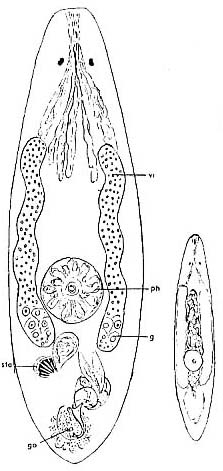 Messoplana elegans