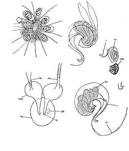 Messoplana elegans