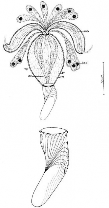 Petaliella spiracauda Petaliella spiracauda