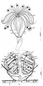 Petaliella spiracauda