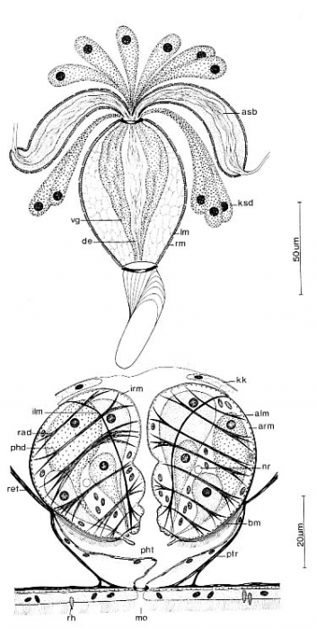 Petaliella spiracauda Petaliella spiracauda