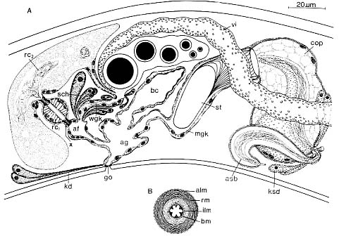 Petaliella spiracauda Petaliella spiracauda