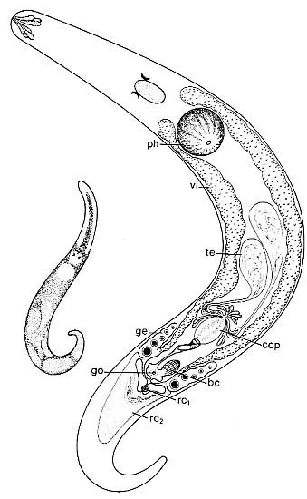Petaliella spiracauda Petaliella spiracauda