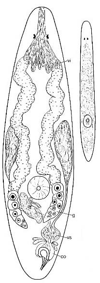 Proxenetes ampullatus Proxenetes ampullatus