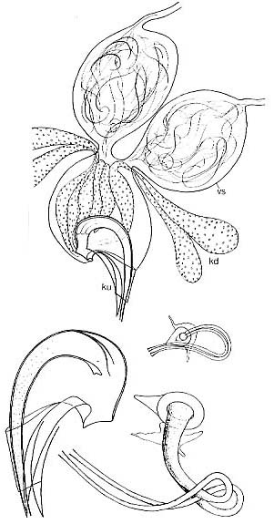 Proxenetes ampullatus Proxenetes ampullatus
