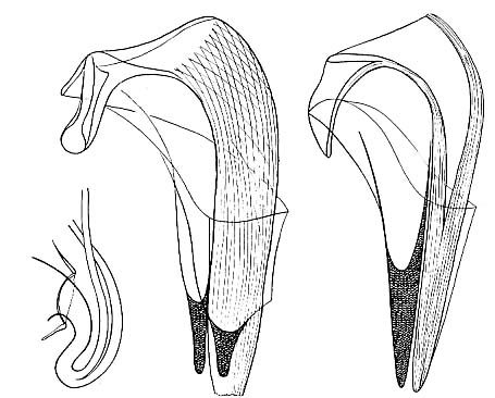 Proxenetes bilioi Proxenetes bilioi