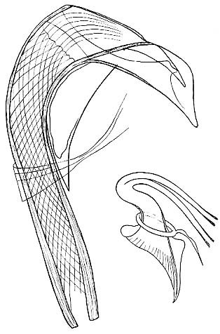 Proxenetes britannicus Proxenetes britannicus