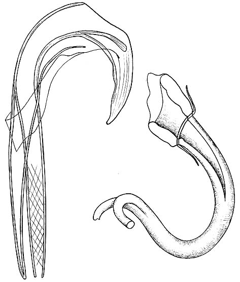 Proxenetes cisorius Proxenetes cisorius