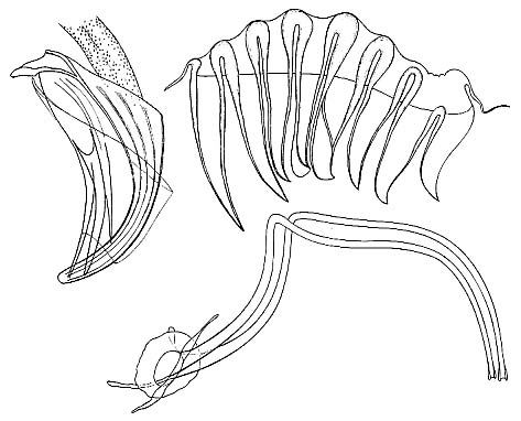 Proxenetes deltoides Proxenetes deltoides