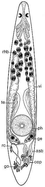 Proxenetes fasciger