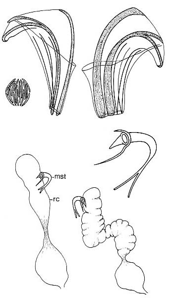 Proxenetes fasciger