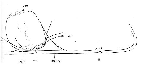 Proxenetes flabellifer Proxenetes flabellifer