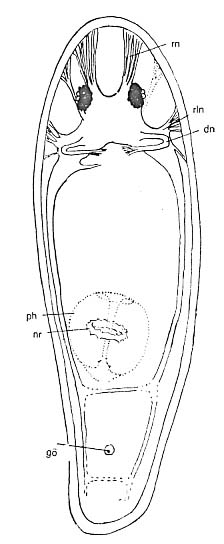 Proxenetes flabellifer Proxenetes flabellifer