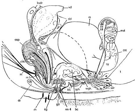 Proxenetes karlingi Proxenetes karlingi