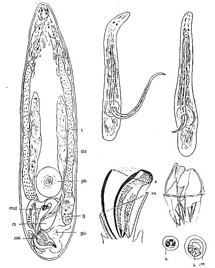 Proxenetes karlingi