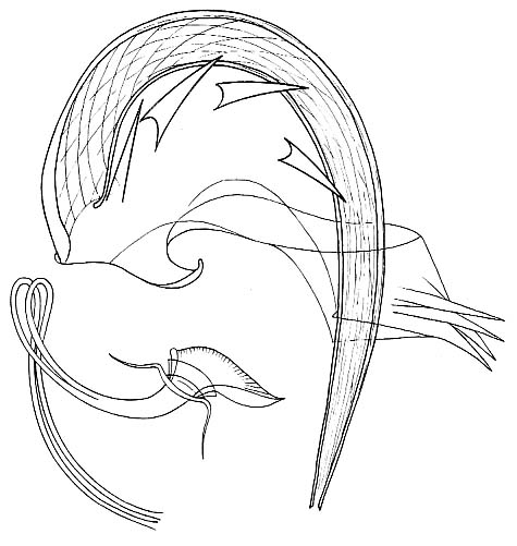 Proxenetes quadrispinosus Proxenetes quadrispinosus