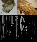 Clathria (Microciona) gorgadensis holotype