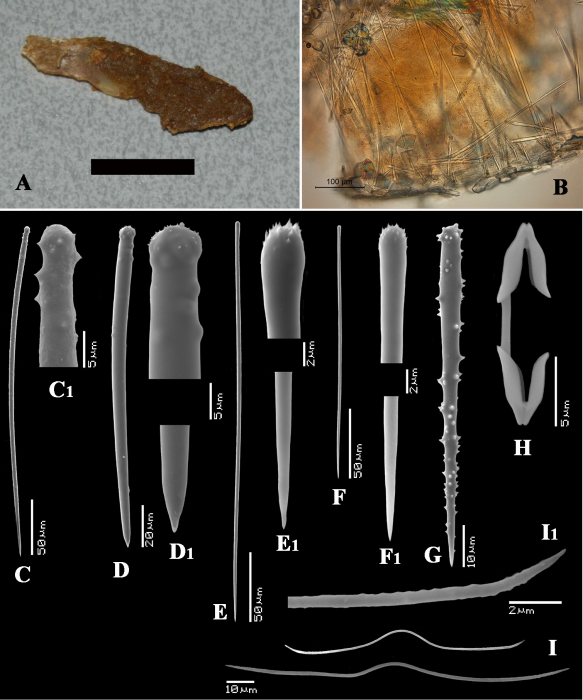 Clathria (Thalysias) minutoides holotype