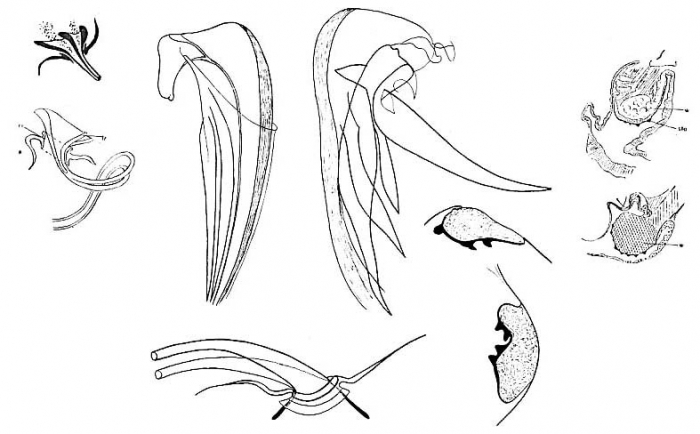 Proxenetes simplex Proxenetes simplex