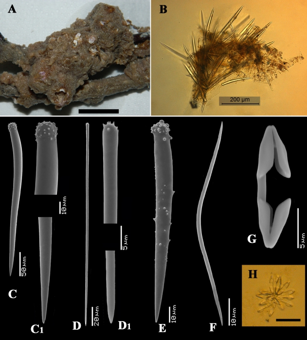 Clathria (Cornulotrocha) cheliglomerata holotype
