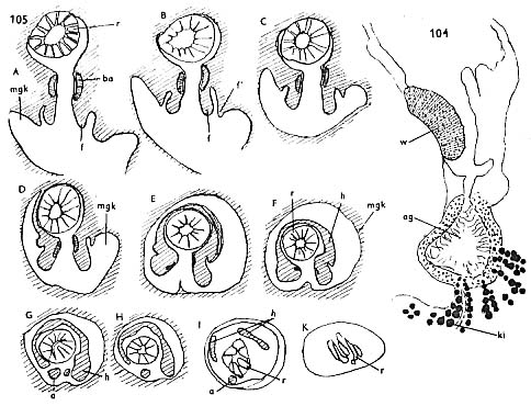 Proxenetes simplex