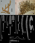 Plocamia coriacea var. elegans holotype