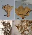 Porifera (sponges)