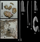 Artemisina incrustans holotype