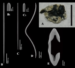 Artemisina melanoides holotype